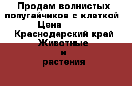 Продам волнистых попугайчиков с клеткой  › Цена ­ 2 500 - Краснодарский край Животные и растения » Птицы   